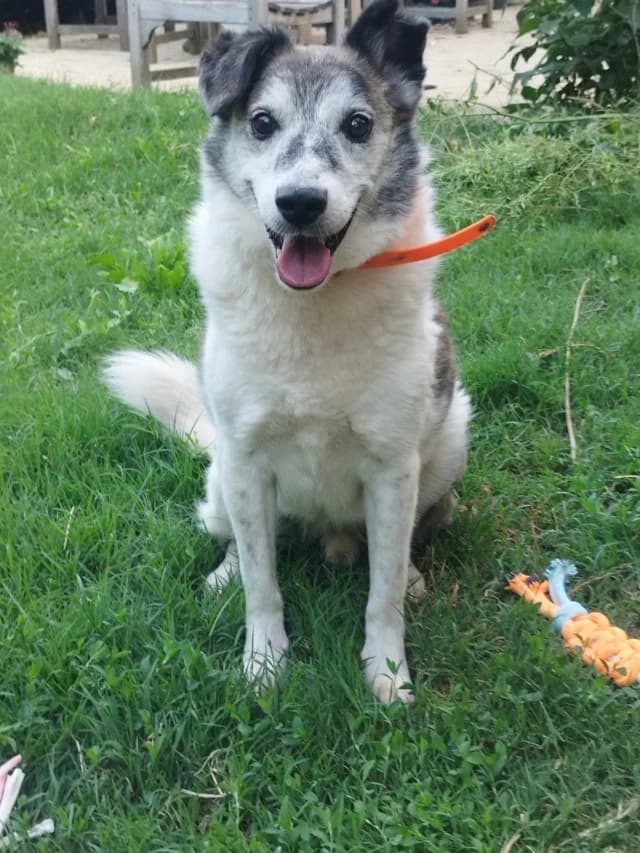 Haïduc, marron - crème Date d'arrivée au refuge male 3yo Mixed Breed for adoption at Remember Me France