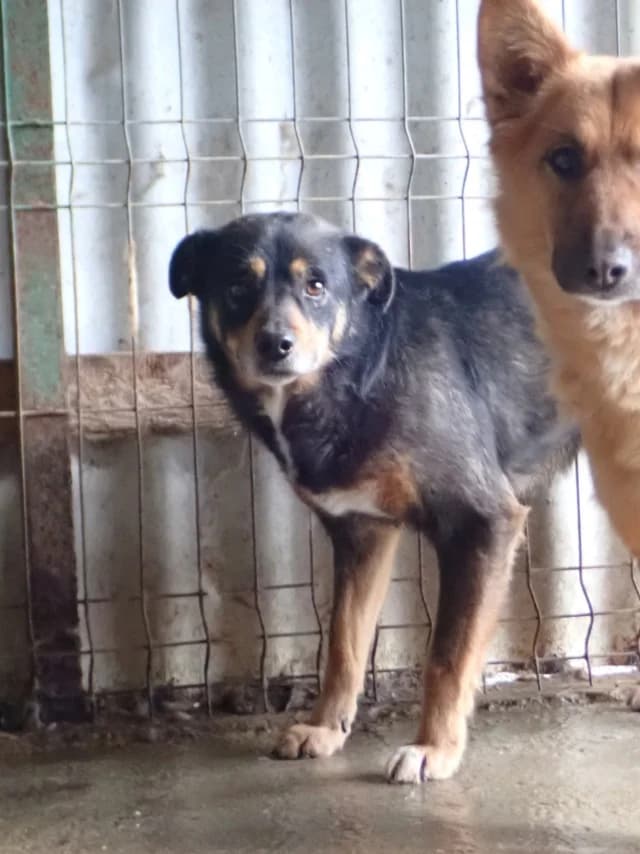 Aubepine, female 6yo Mixed Breed for adoption at Remember Me France