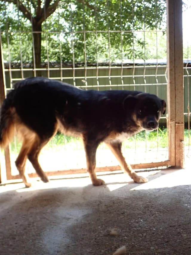 Aubepine, female 6yo Mixed Breed for adoption at Remember Me France