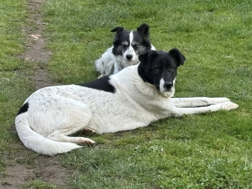 Dalmatia, female 5yo Mixed Breed for adoption at Remember Me France