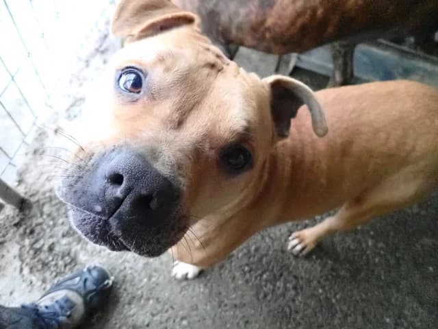 Tunari, female 5yo Mixed Breed for adoption at Remember Me France