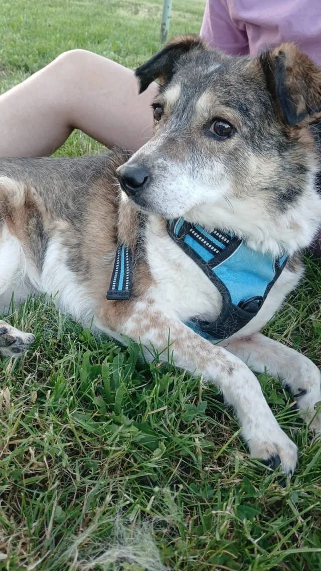 Ziva, female senior Mixed Breed for adoption at Remember Me France