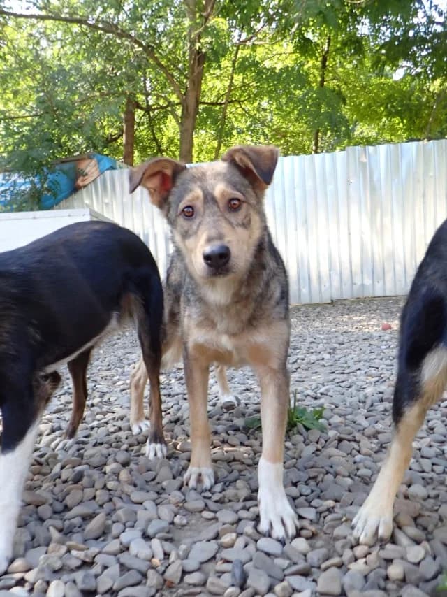 Lyric, female 6yo Mixed Breed for adoption at Remember Me France