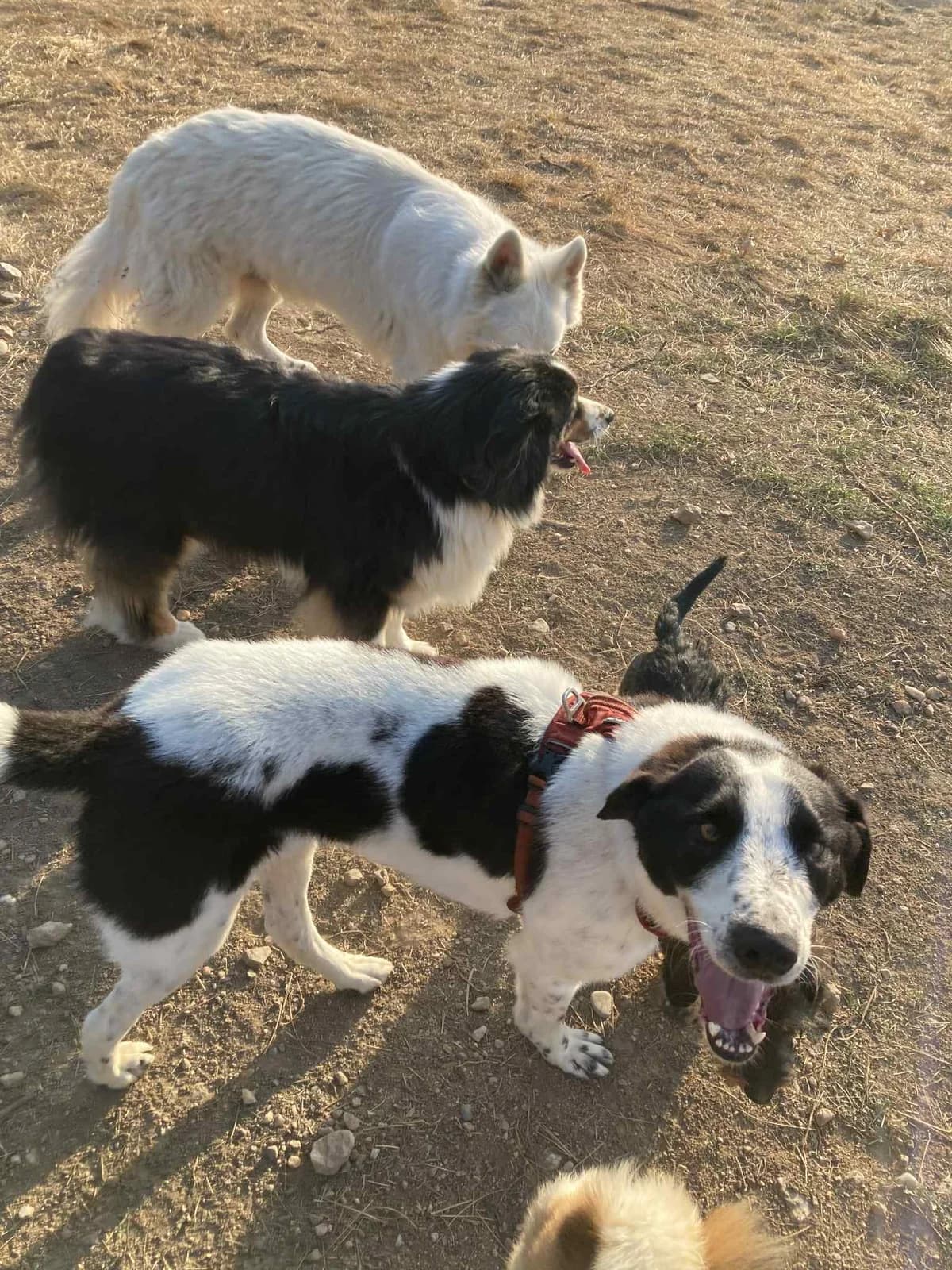 Sambo, blanc- noir Date d'arrivΓ©e au refuge : f male puppy Mixed Breed for adoption at Remember Me France