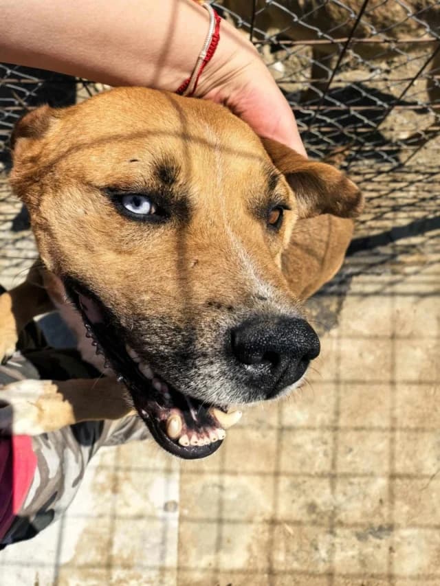 Zeus, male 7yo Mixed Breed for adoption at Remember Me France