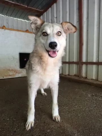 Naia, female young Mixed Breed for adoption at Remember Me France