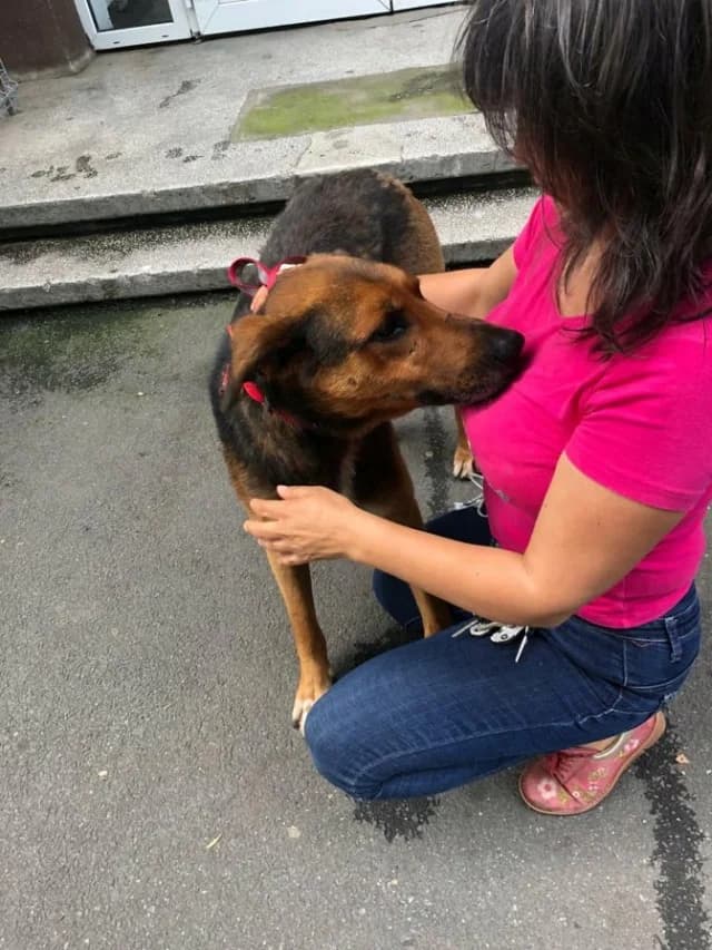 Cofee, male senior Mixed Breed for adoption at Remember Me France