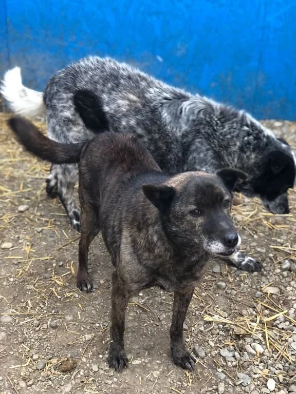 Zuzu, male senior Mixed Breed for adoption at Remember Me France