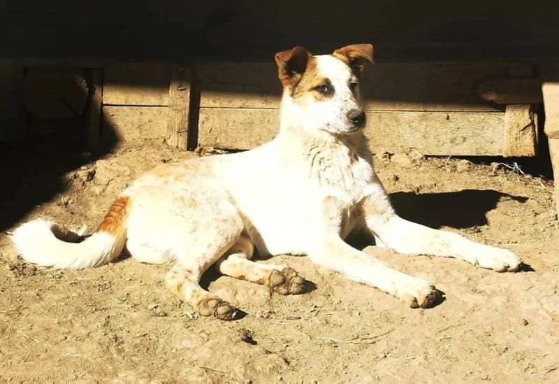 Dylan, male 4yo Mixed Breed for adoption at Remember Me France