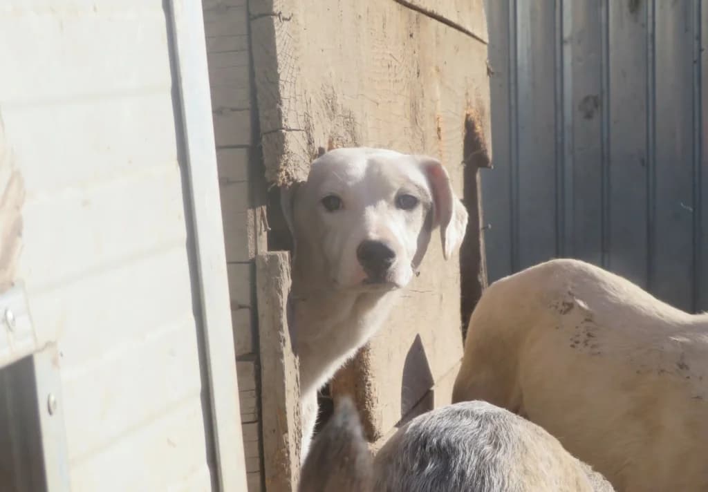Mappy, female 4yo Mixed Breed for adoption at Remember Me France