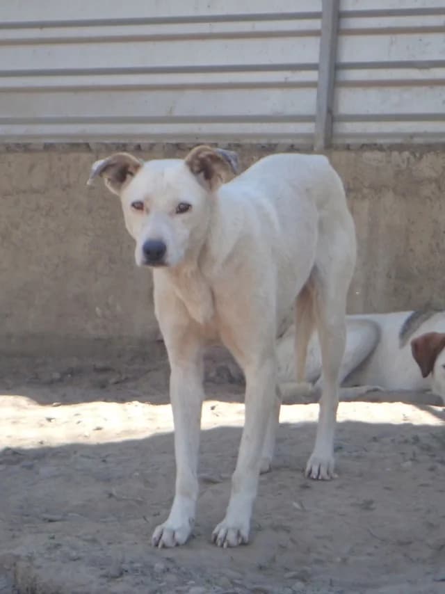 America, female 4yo Mixed Breed for adoption at Remember Me France