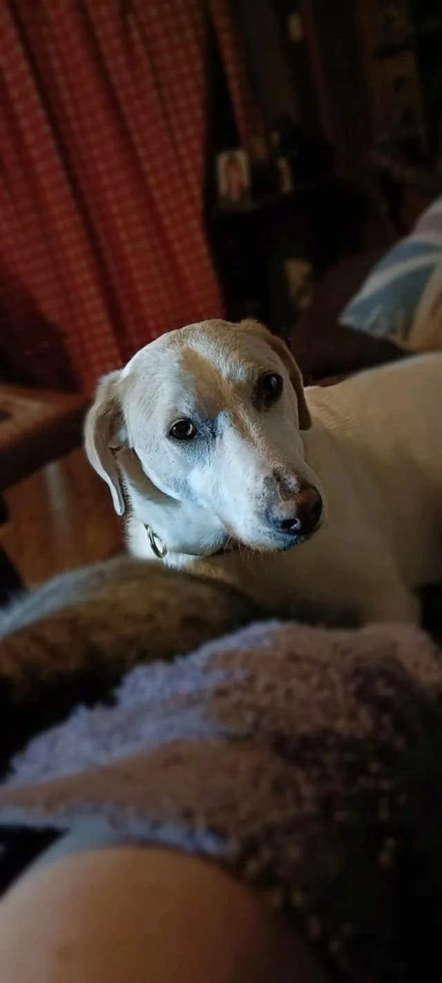 Alistair, male young Mixed Breed for adoption at Remember Me France