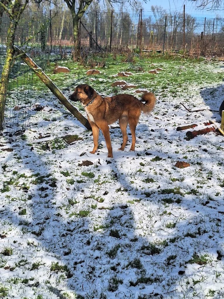 Ranger, male young Mixed Breed for adoption at Remember Me France