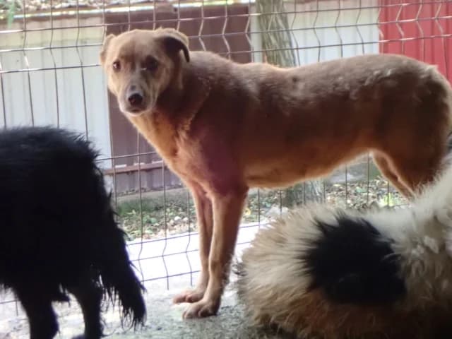 Zebra, female Mixed Breed for adoption at Remember Me France