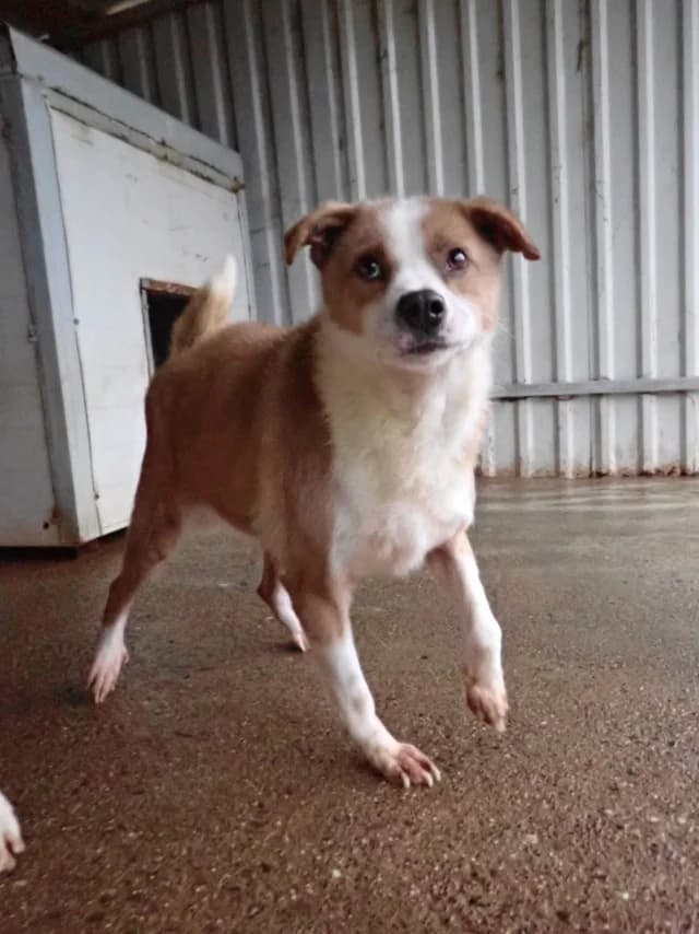 Bumper, male Mixed Breed for adoption at Remember Me France