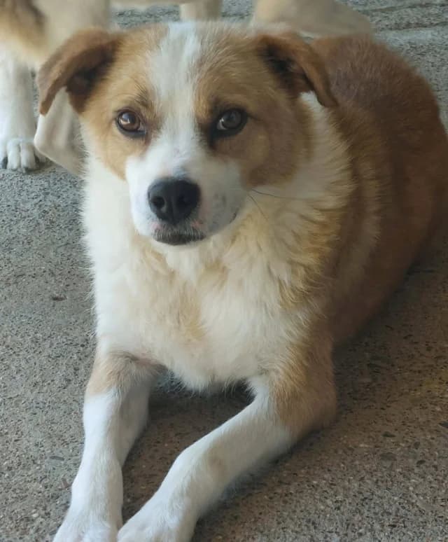 Bumper, male puppy Mixed Breed for adoption at Remember Me France
