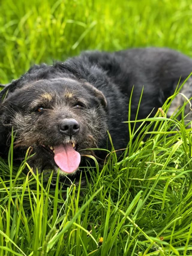 Dune, female 6yo Mixed Breed for adoption at Remember Me France