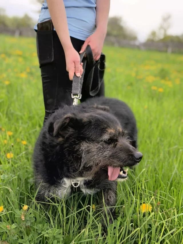 Dune, female 6yo Mixed Breed for adoption at Remember Me France