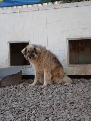 Shirin, female 5yo Mixed Breed for adoption at Remember Me France