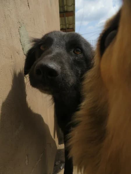 Tanya, female 6yo Mixed Breed for adoption at Remember Me France