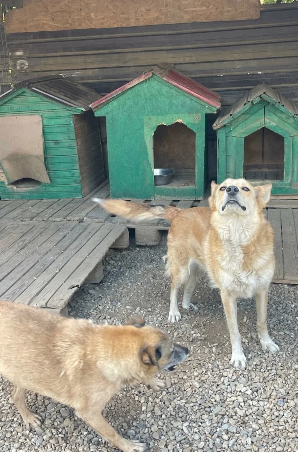 Hope, male young Mixed Breed for adoption at Remember Me France