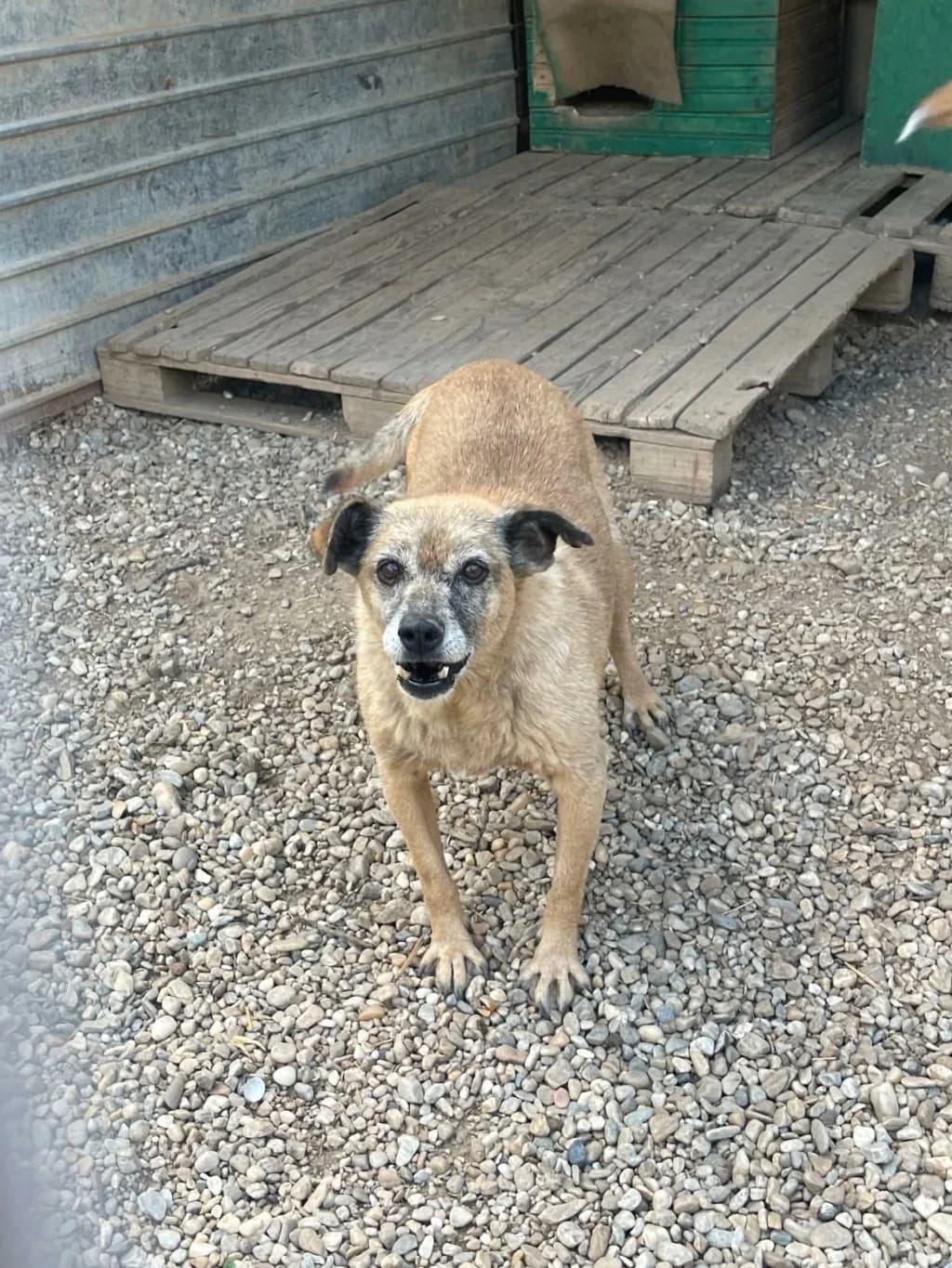 Urikane, female young Mixed Breed for adoption at Remember Me France