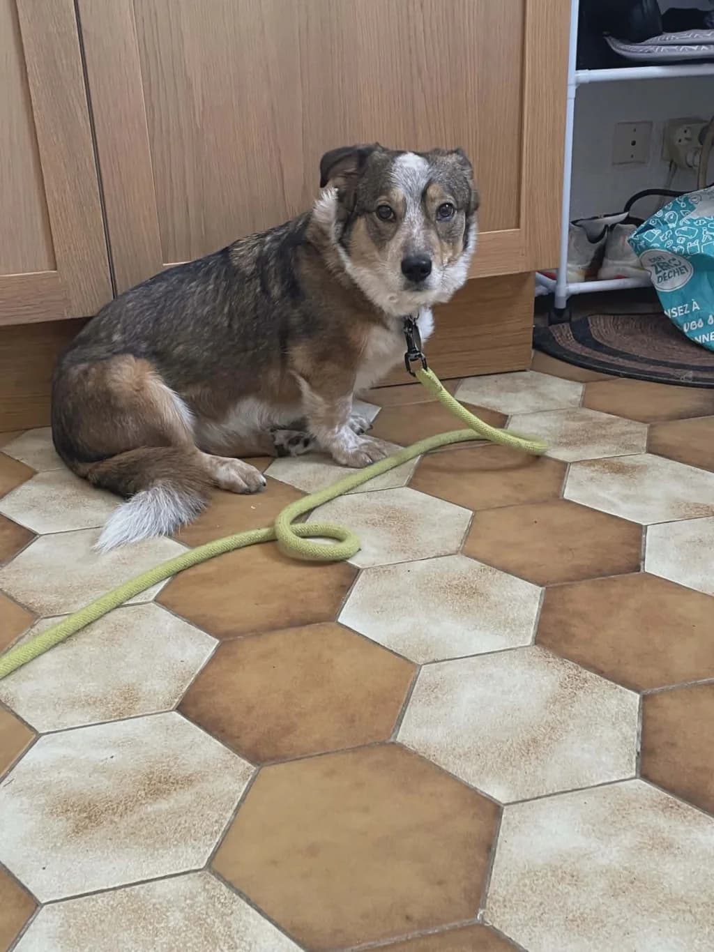 Juny, female puppy Mixed Breed for adoption at Remember Me France