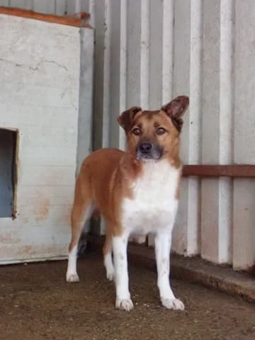 Chipiron, male 6yo Mixed Breed for adoption at Remember Me France