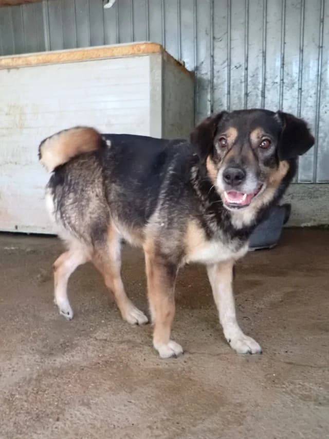 Douchka, female senior Mixed Breed for adoption at Remember Me France