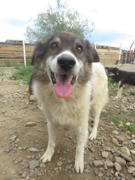 Kafka, male senior Mixed Breed for adoption at Remember Me France