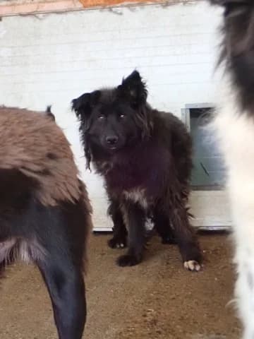 Eowyn, male 6yo Mixed Breed for adoption at Remember Me France