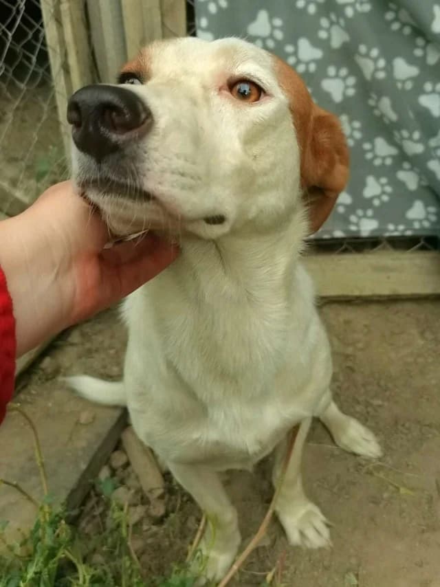 Smartie, female 4yo Mixed Breed for adoption at Remember Me France