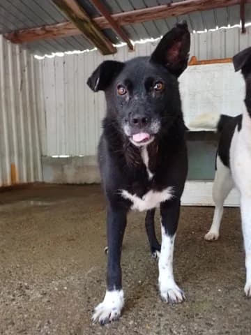 Lusitania, female 3yo Mixed Breed for adoption at Remember Me France