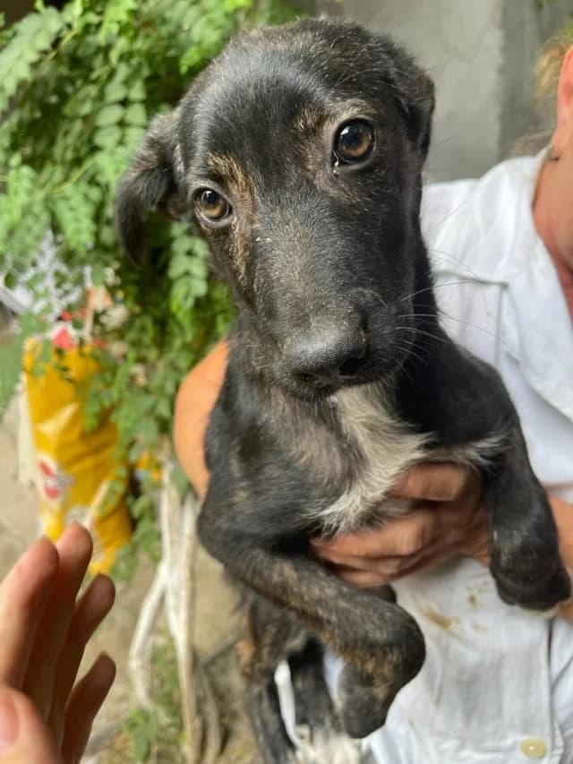 Zora, female 4yo Mixed Breed for adoption at Remember Me France