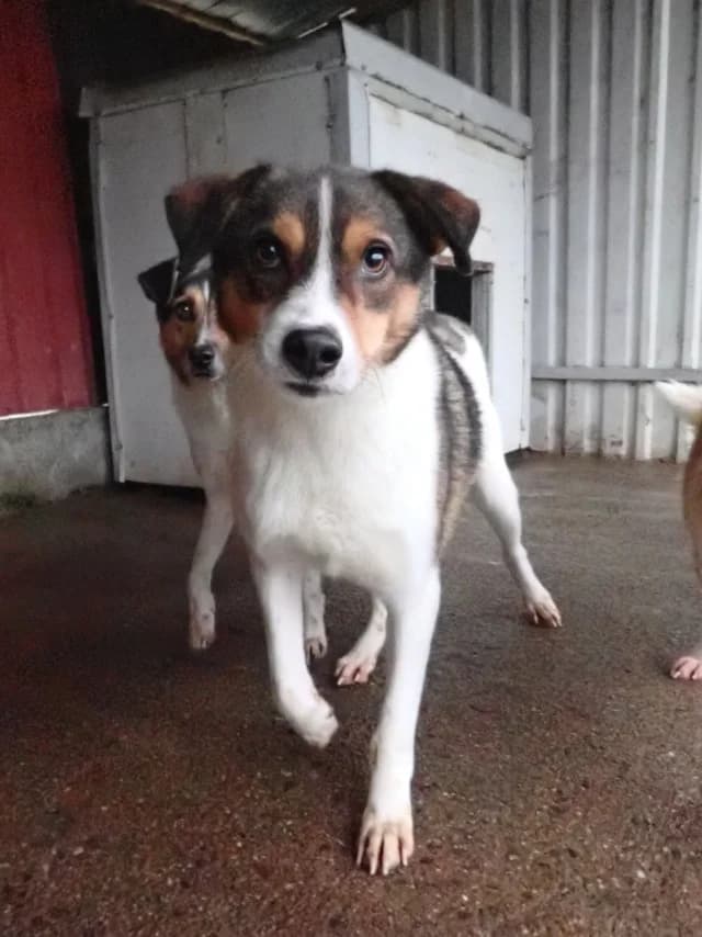 Isao, male 4yo Mixed Breed for adoption at Remember Me France