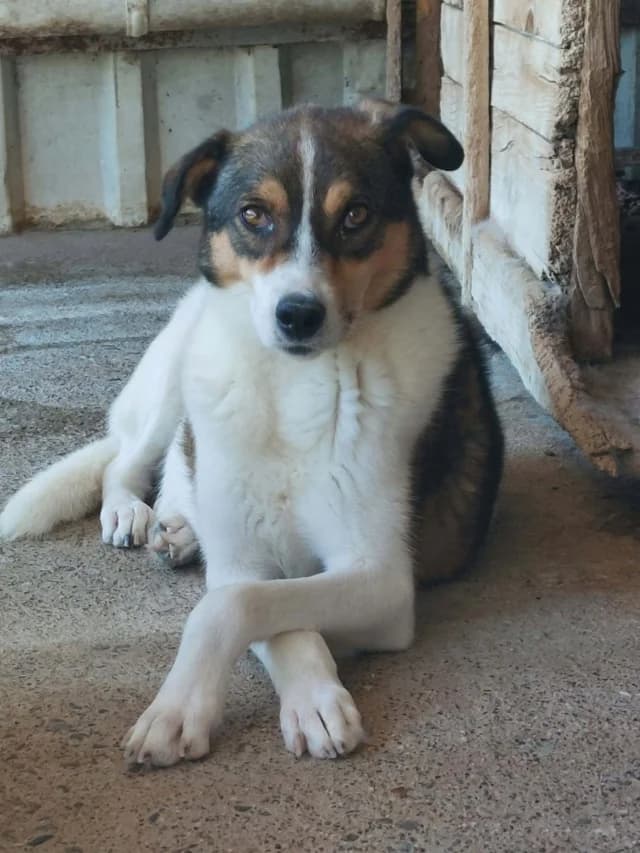 Isao, male 4yo Mixed Breed for adoption at Remember Me France