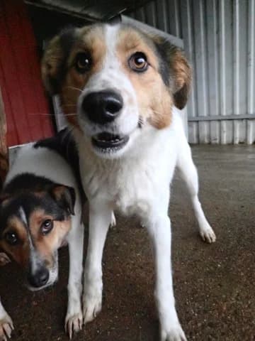 Hayao, male 3yo Mixed Breed for adoption at Remember Me France