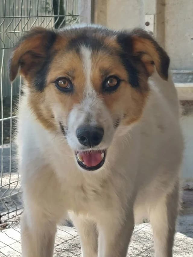 Hayao, male 3yo Mixed Breed for adoption at Remember Me France