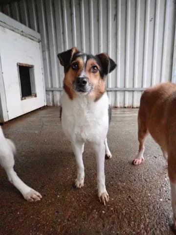 Flora, female 4yo Mixed Breed for adoption at Remember Me France