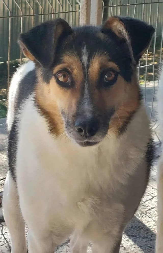 Flora, female 4yo Mixed Breed for adoption at Remember Me France