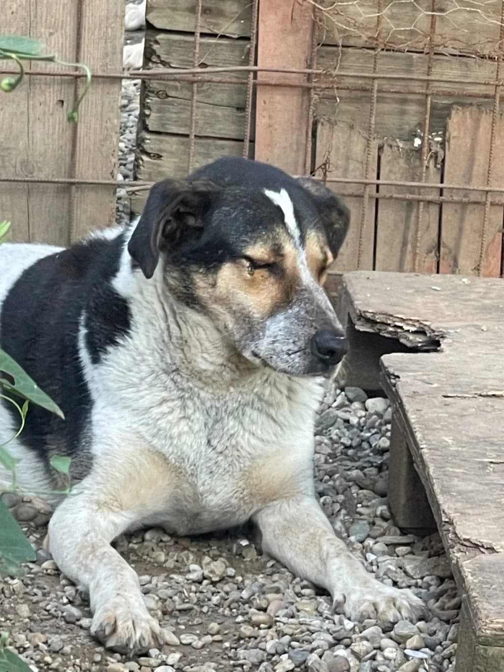 Darwin, male young Mixed Breed for adoption at Remember Me France