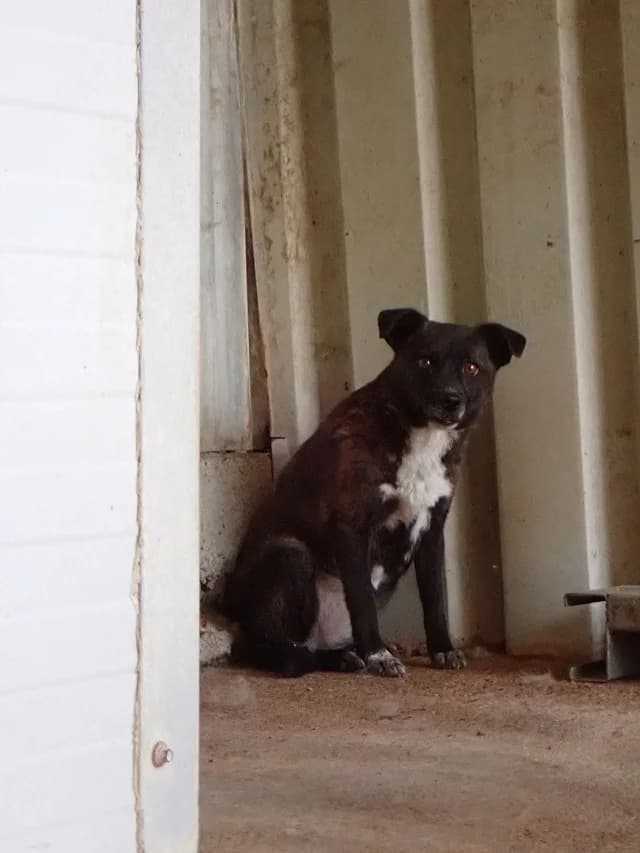 Qora, female 4yo Mixed Breed for adoption at Remember Me France