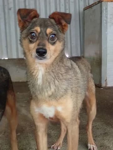 Nagori, male 3yo Mixed Breed for adoption at Remember Me France