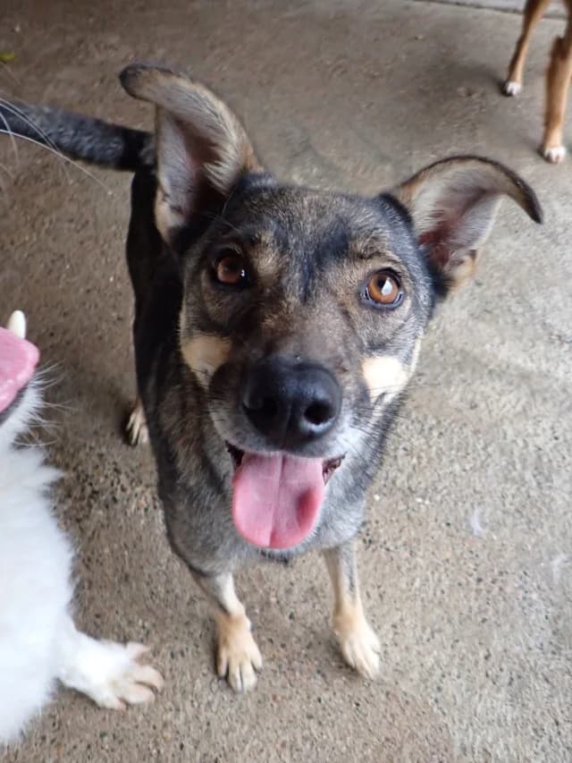 Eucalyptus, female 4yo Mixed Breed for adoption at Remember Me France
