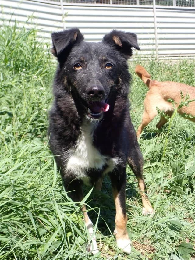Tounet, male 3yo Mixed Breed for adoption at Remember Me France