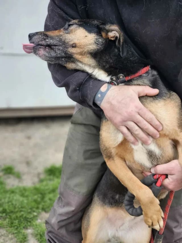 Toula, female 4yo Mixed Breed for adoption at Remember Me France