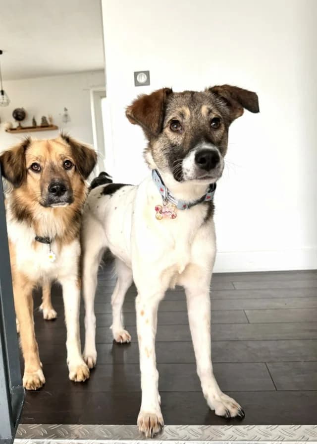Sunn, female 3yo Mixed Breed for adoption at Remember Me France