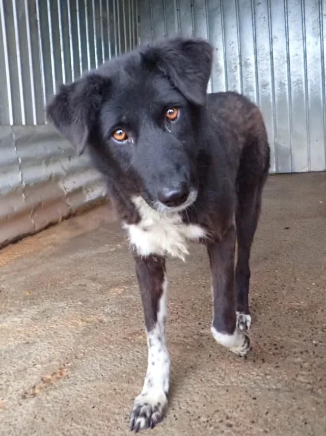 Yami, female 4yo Mixed Breed for adoption at Remember Me France