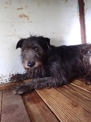 Hitchcock, male 4yo Mixed Breed for adoption at Remember Me France