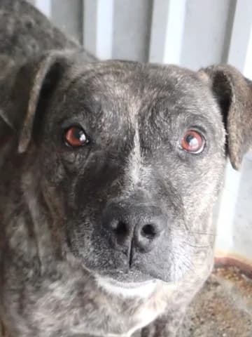 Deedjay, male 3yo Mixed Breed for adoption at Remember Me France